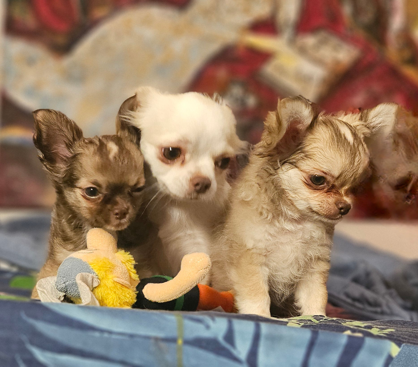 Chiot Chihuahua Of little by little