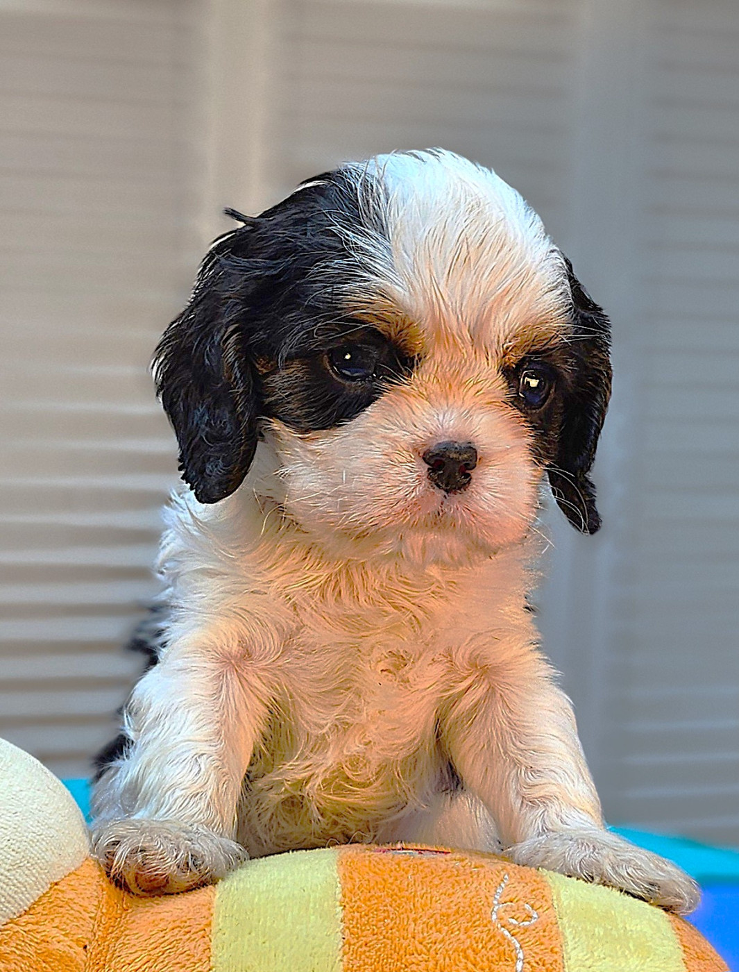 Of little by little - Chiots disponibles - Cavalier King Charles Spaniel