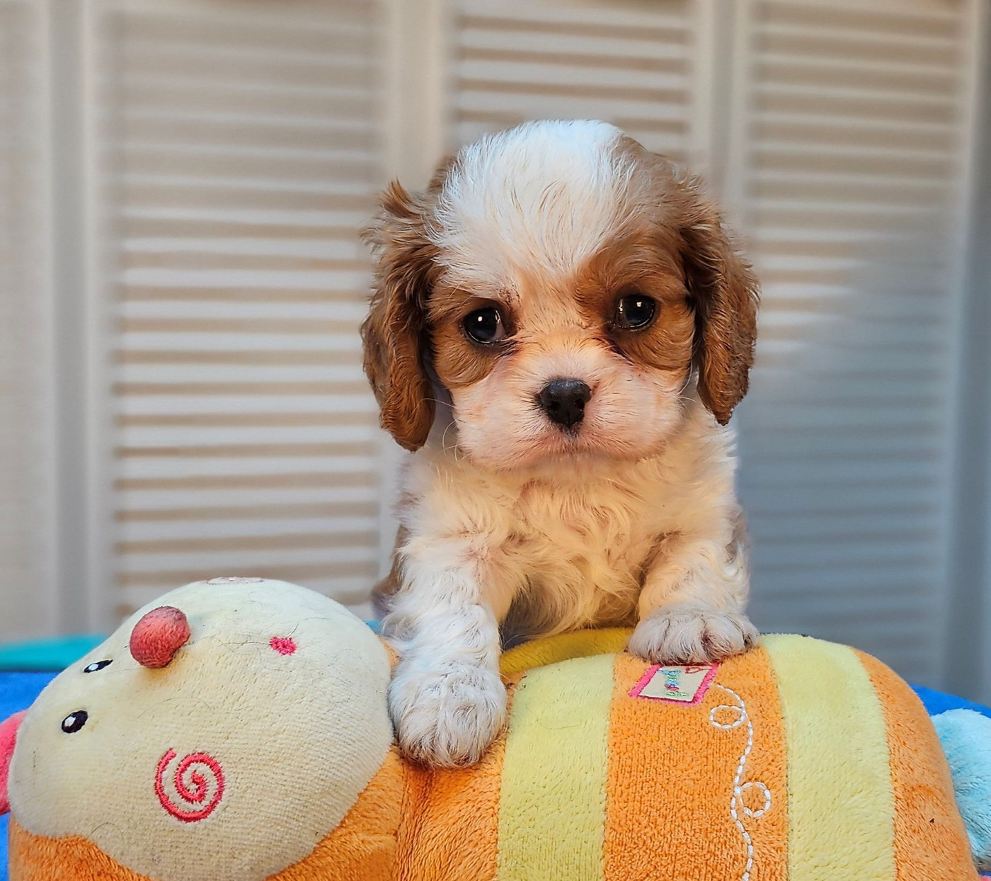 Of little by little - Chiots disponibles - Cavalier King Charles Spaniel