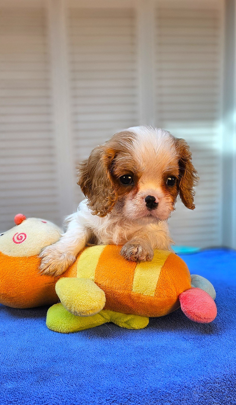 Of little by little - Chiots disponibles - Cavalier King Charles Spaniel