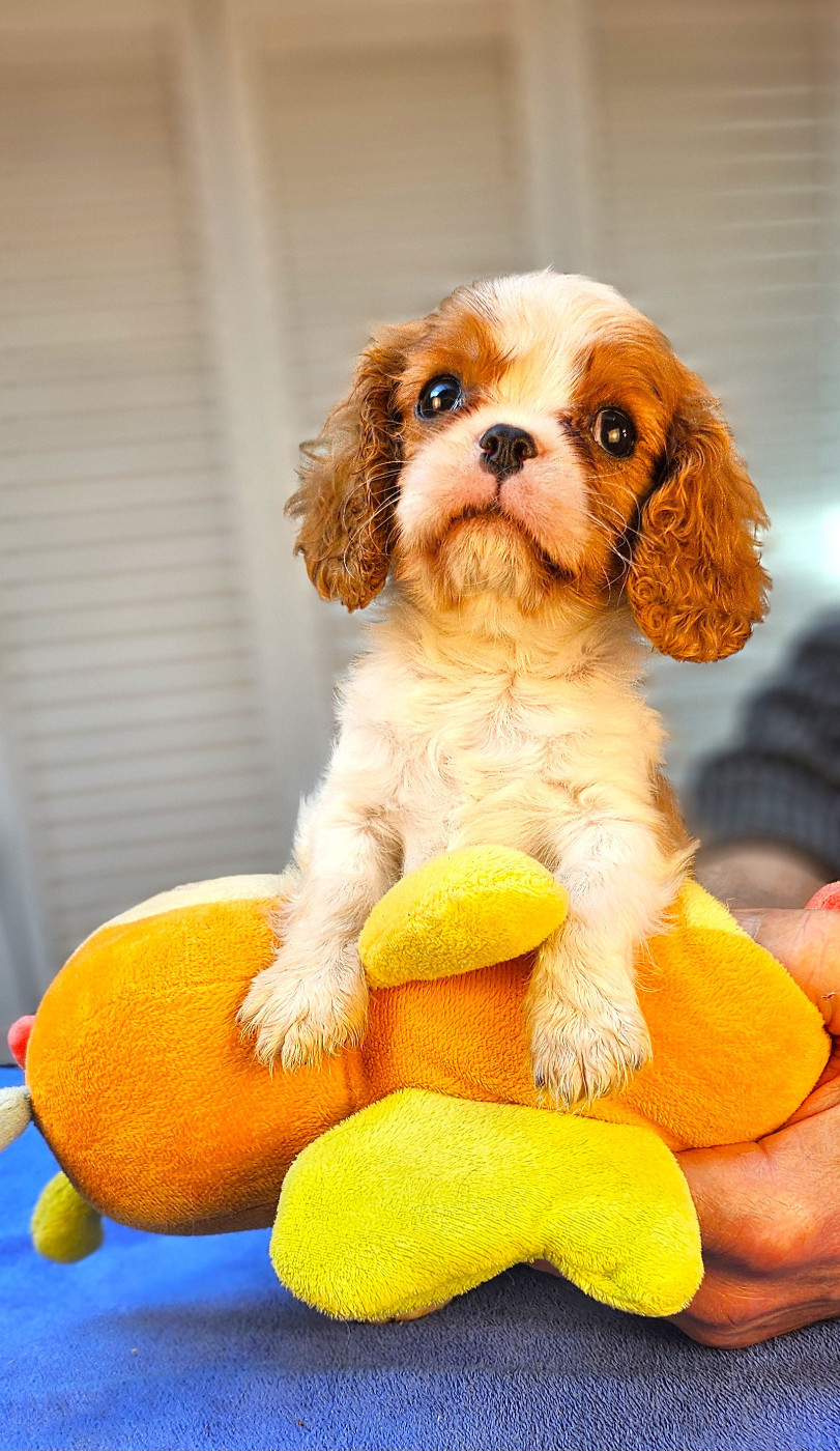 Of little by little - Cavalier King Charles Spaniel - Portée née le 15/12/2025