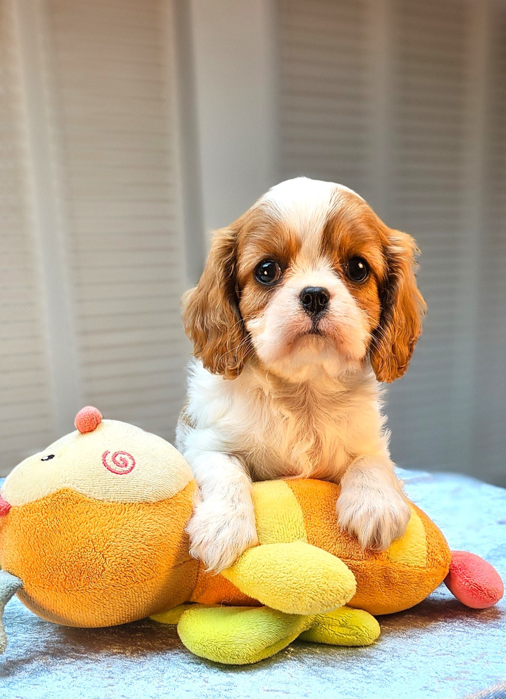 Chiot Cavalier King Charles Spaniel Of little by little