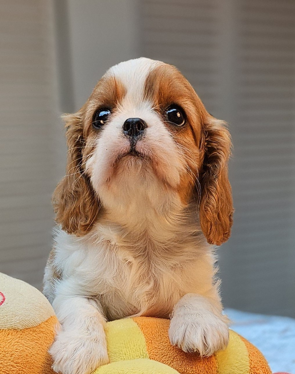 Of little by little - Chiots disponibles - Cavalier King Charles Spaniel
