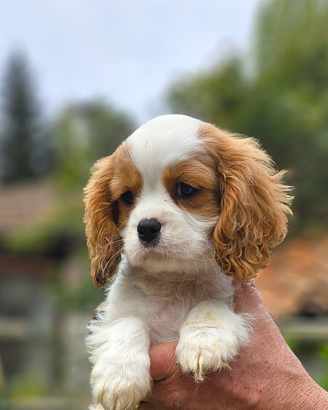 Of little by little - Chiots disponibles - Cavalier King Charles Spaniel