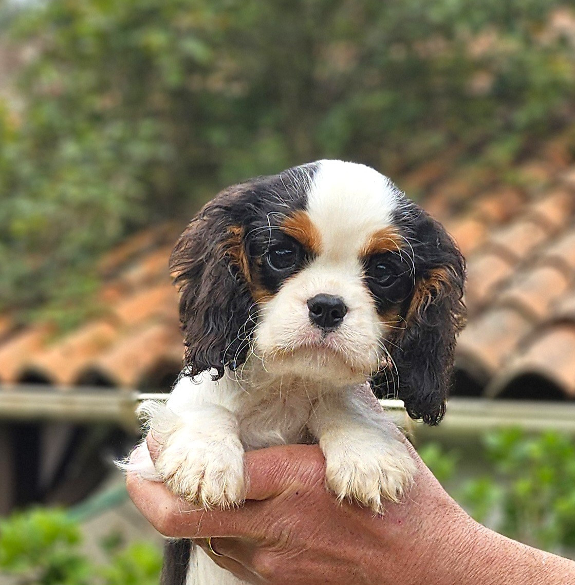 Of little by little - Chiots disponibles - Cavalier King Charles Spaniel
