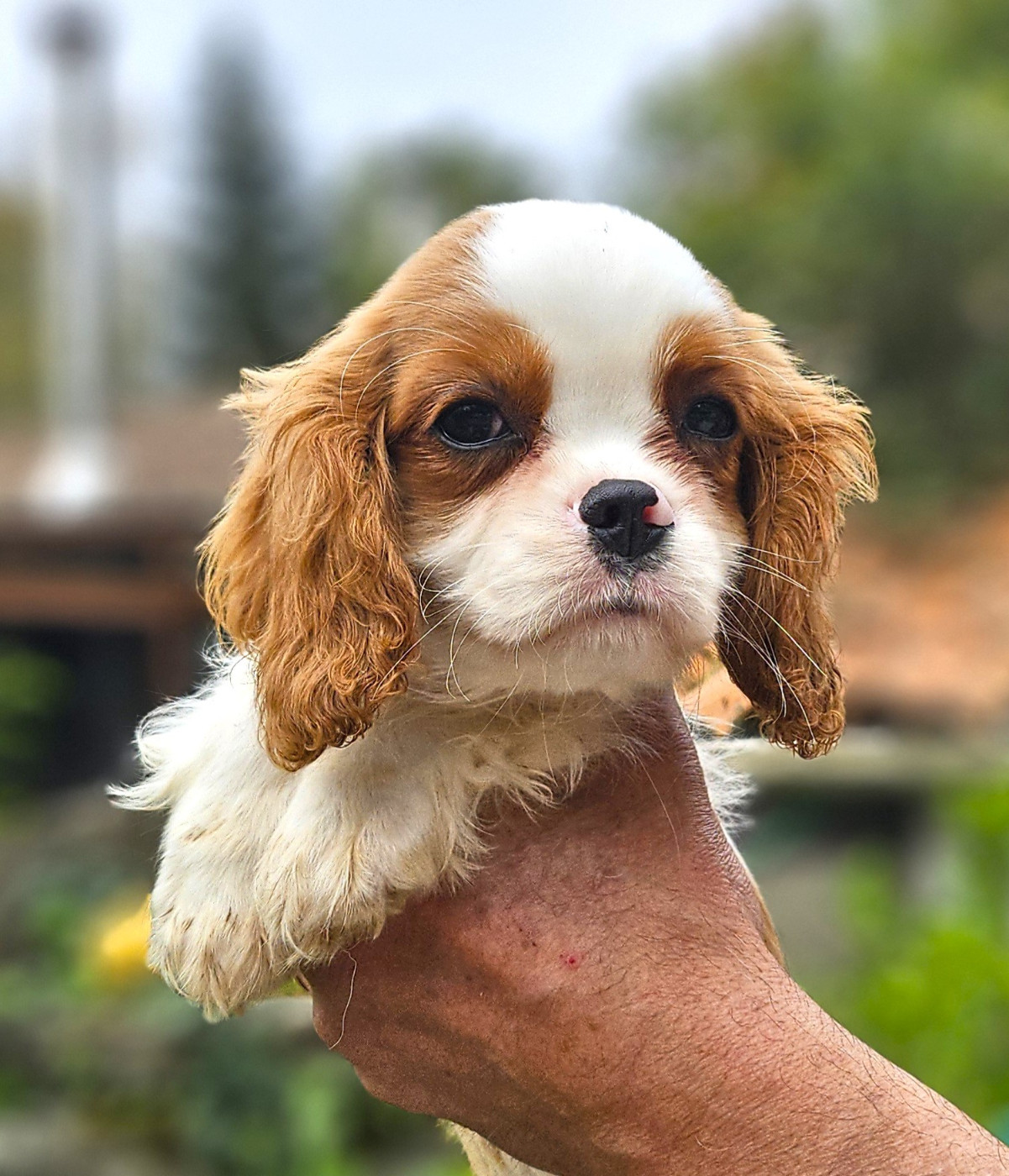 Of little by little - Chiots disponibles - Cavalier King Charles Spaniel