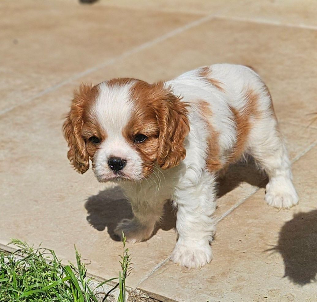 Chiot Cavalier King Charles Spaniel Of little by little