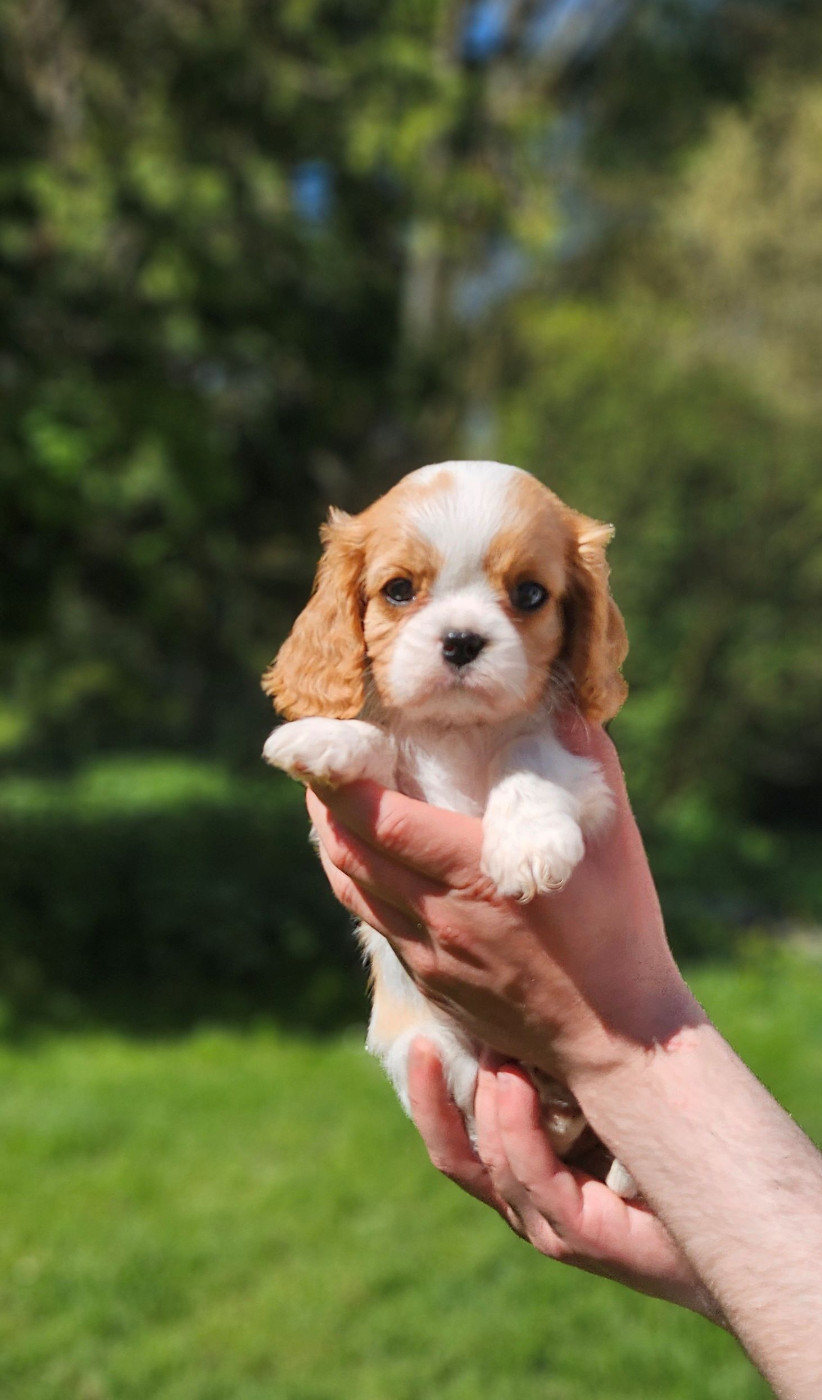 Of little by little - Chiots disponibles - Cavalier King Charles Spaniel