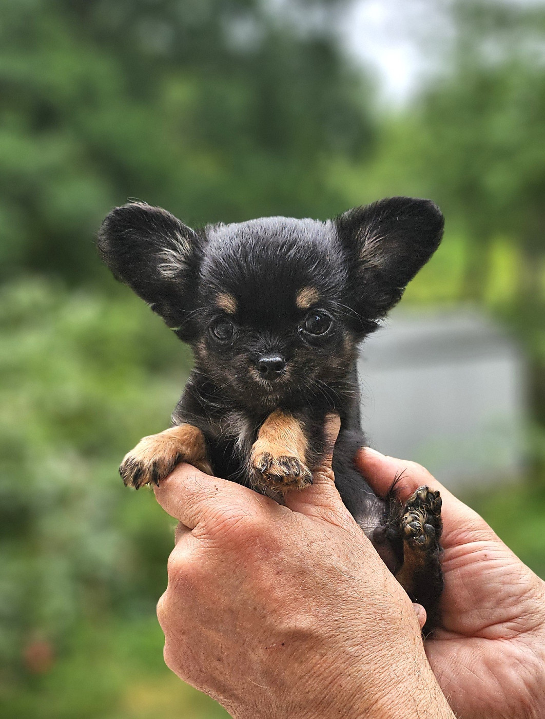 Of little by little - Chiots disponibles - Chihuahua