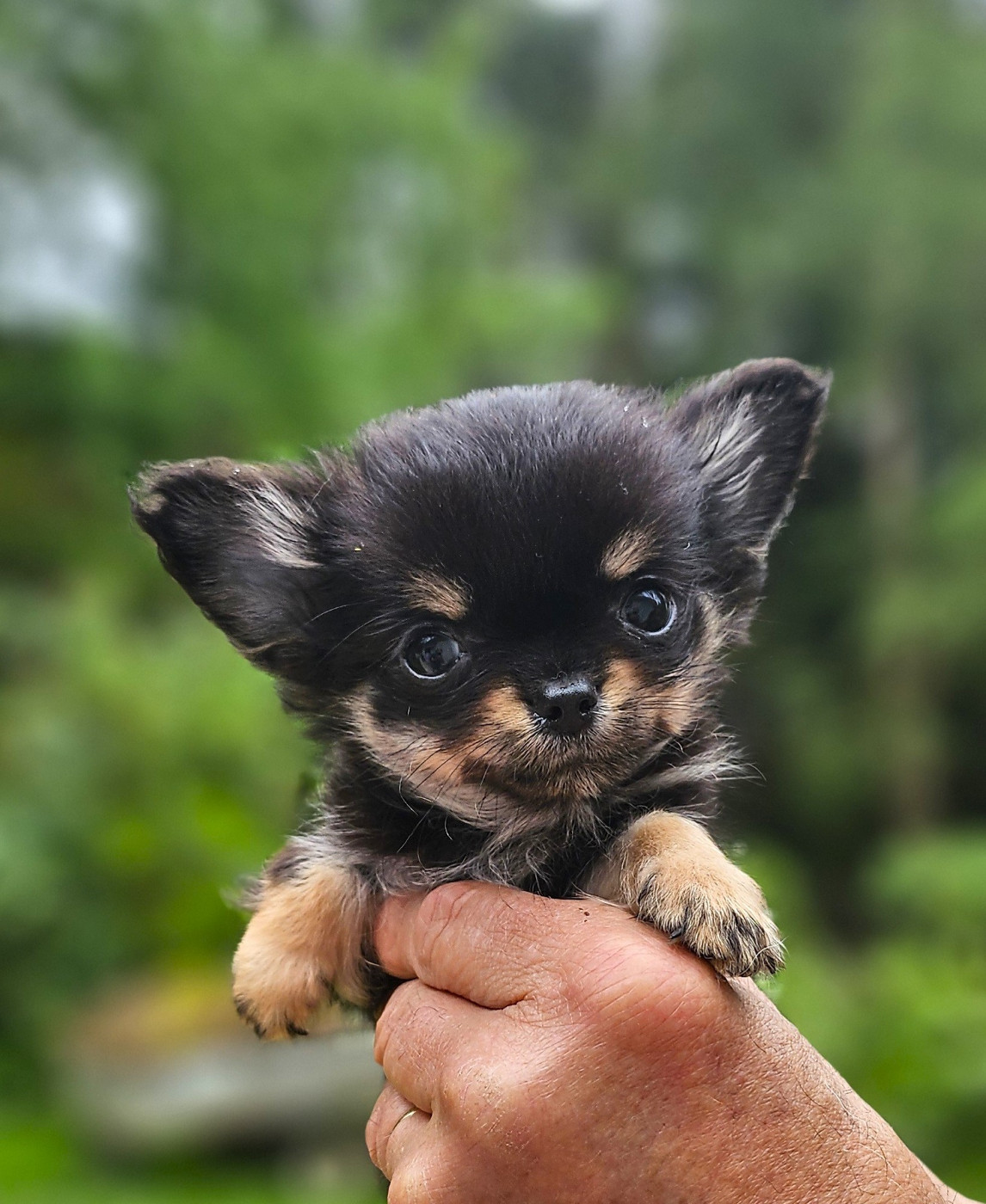 Of little by little - Chiots disponibles - Chihuahua