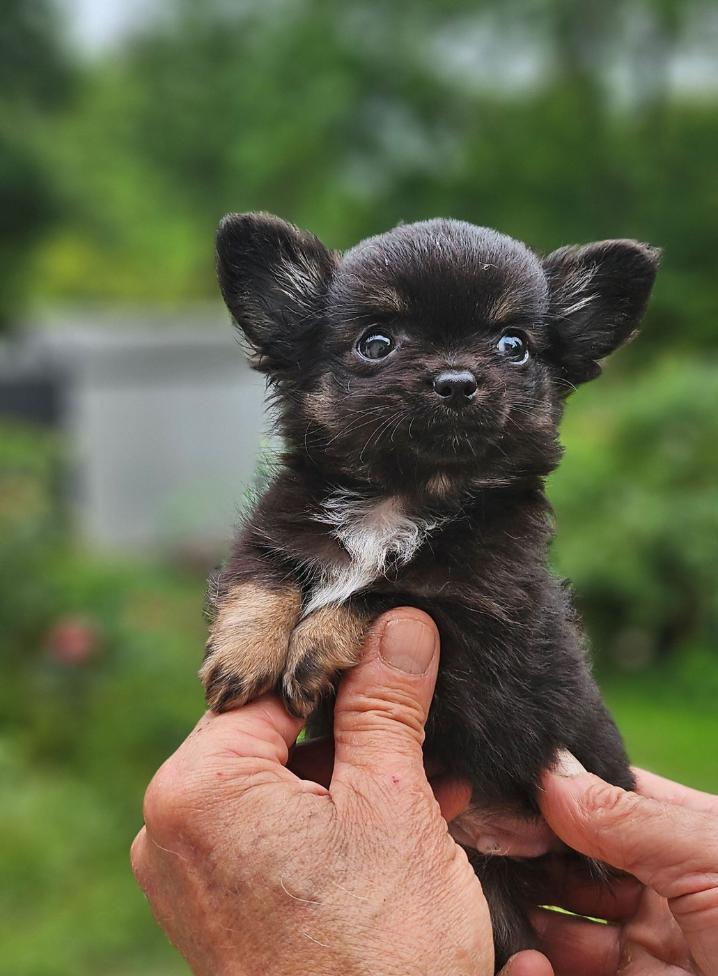 Of little by little - Chiots disponibles - Chihuahua
