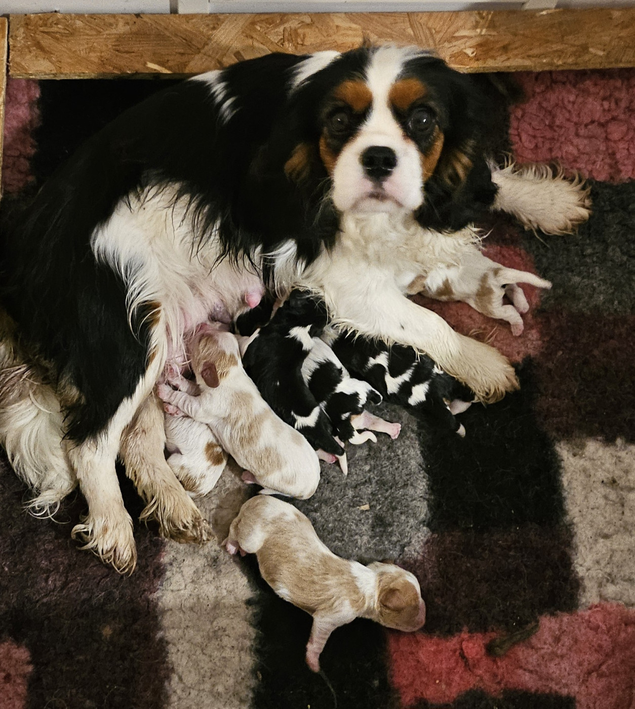 Chiot Cavalier King Charles Spaniel Of little by little