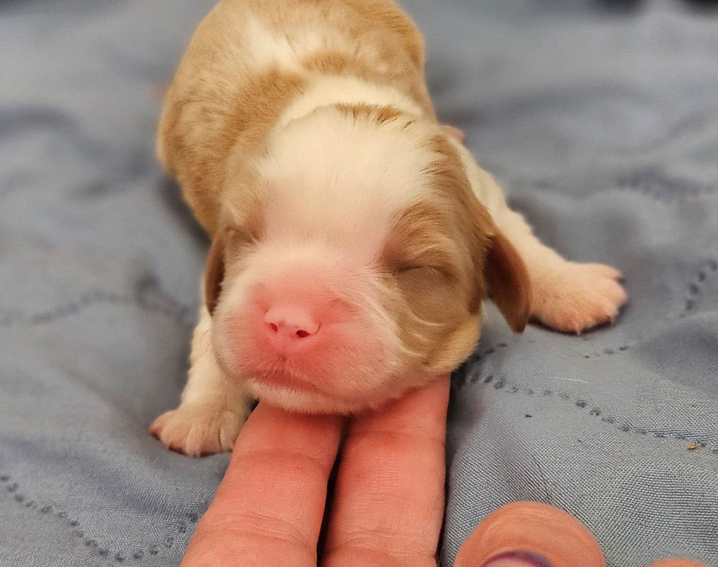Of little by little - Chiots disponibles - Cavalier King Charles Spaniel
