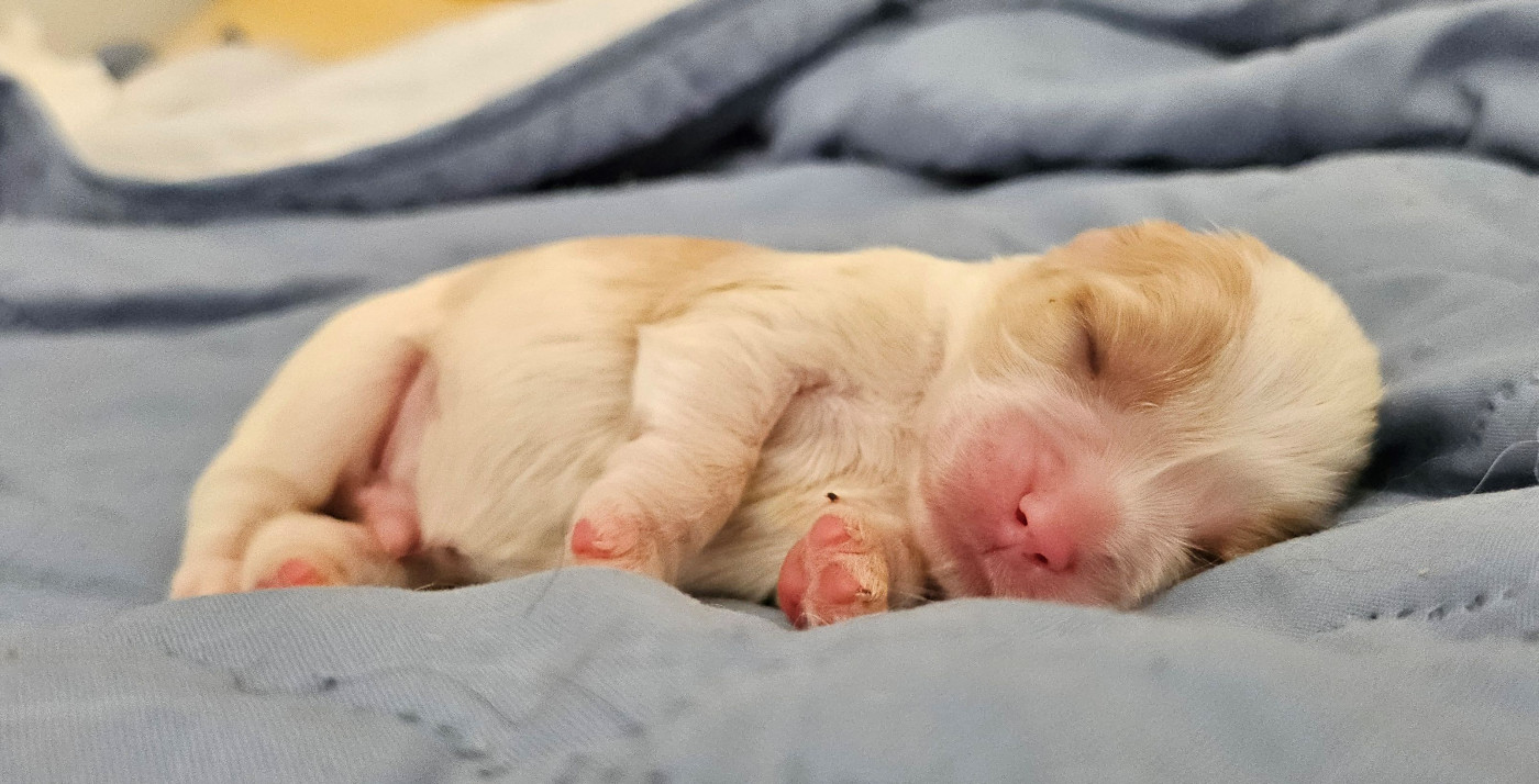 Of little by little - Chiots disponibles - Cavalier King Charles Spaniel