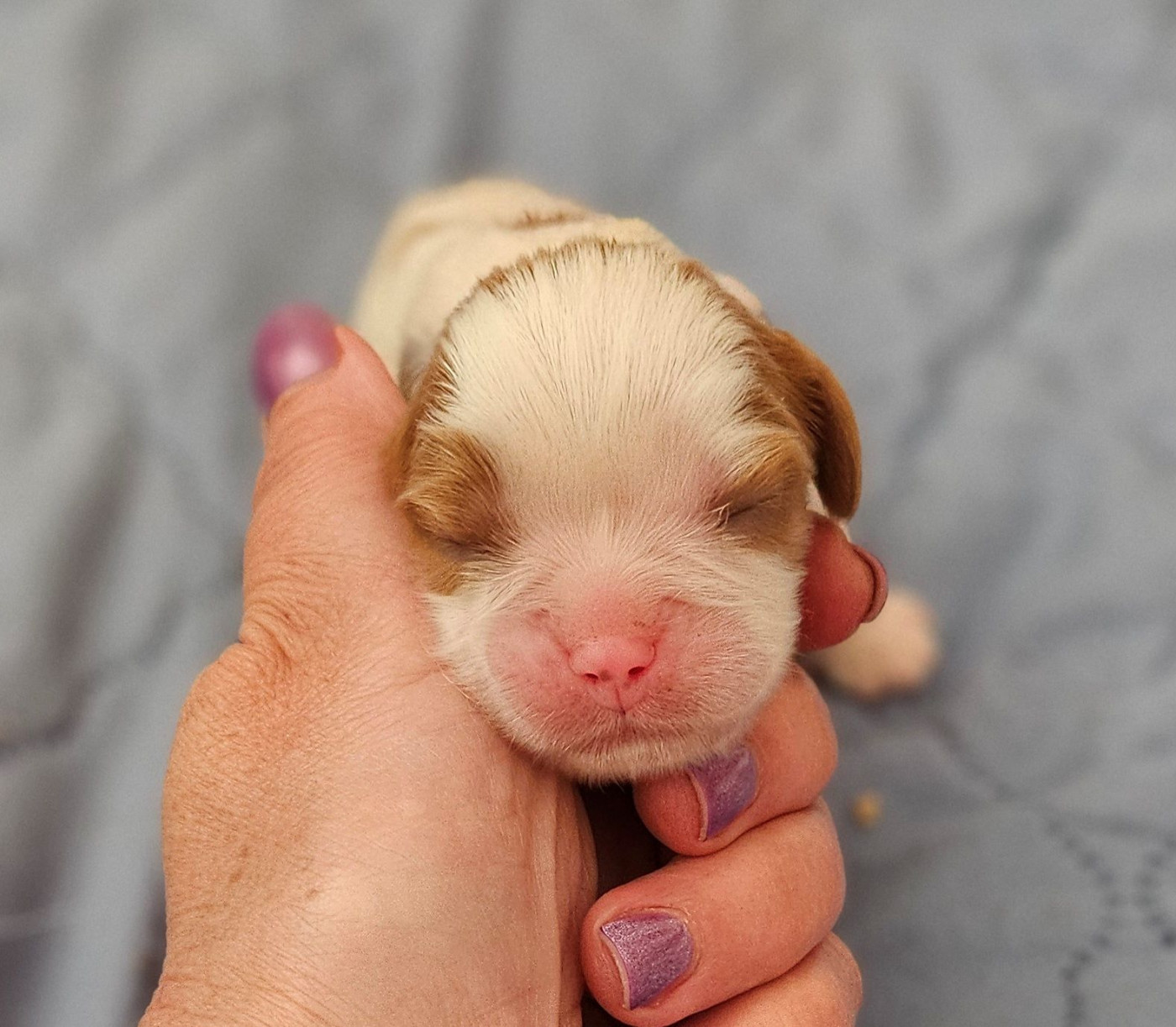 Of little by little - Chiots disponibles - Cavalier King Charles Spaniel