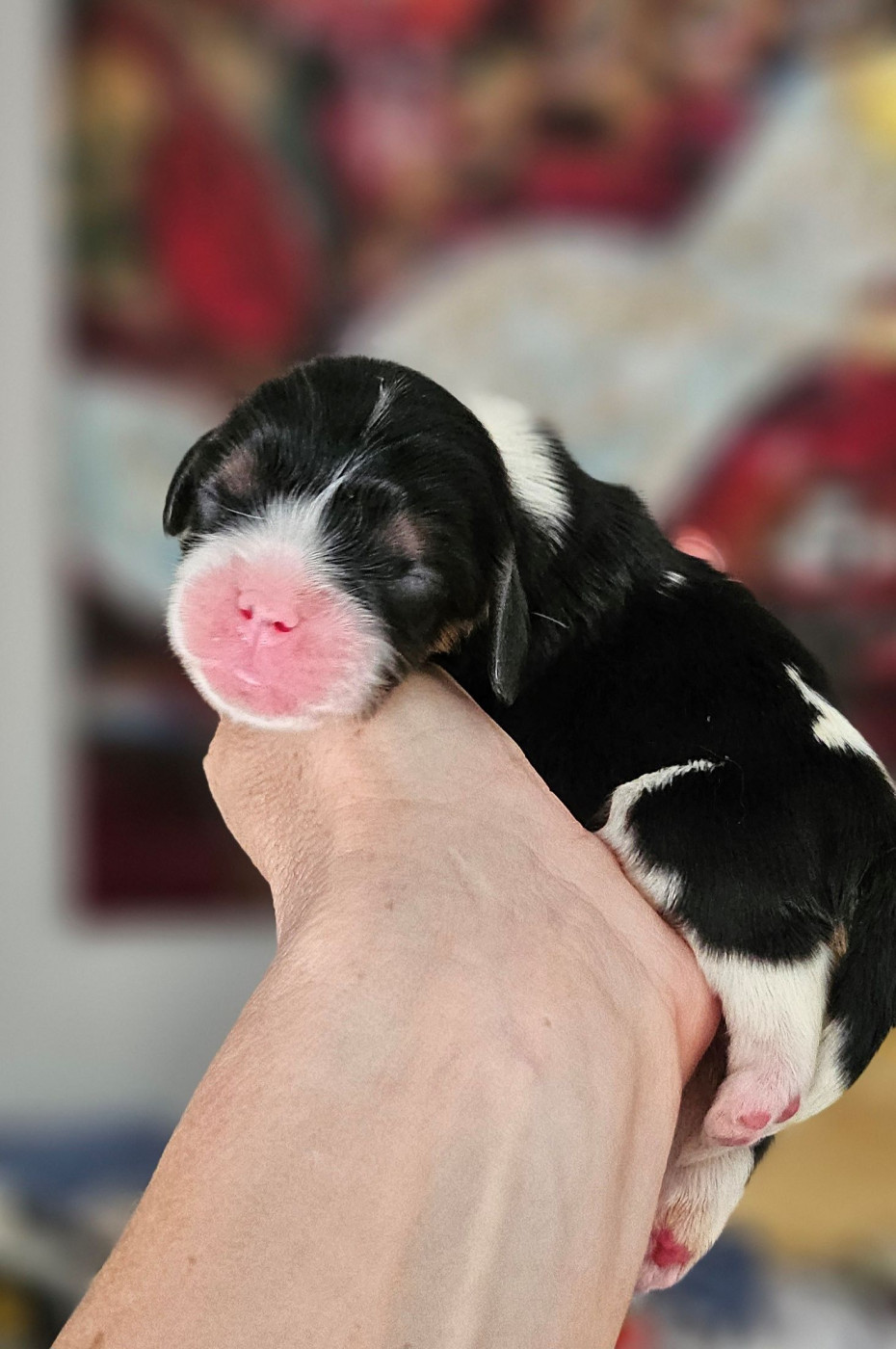 Of little by little - Chiots disponibles - Cavalier King Charles Spaniel