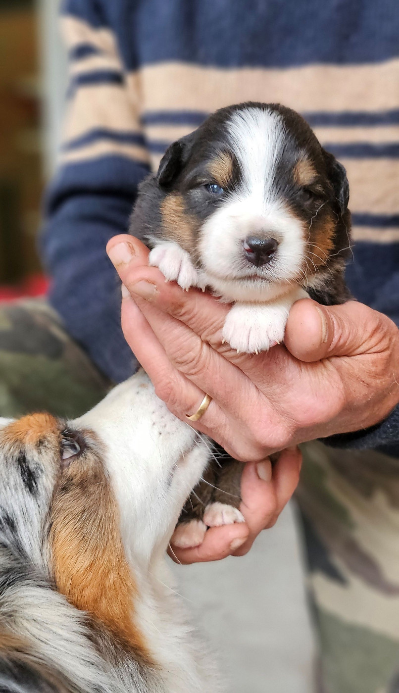 Of little by little - Chiots disponibles - Berger Américain Miniature 