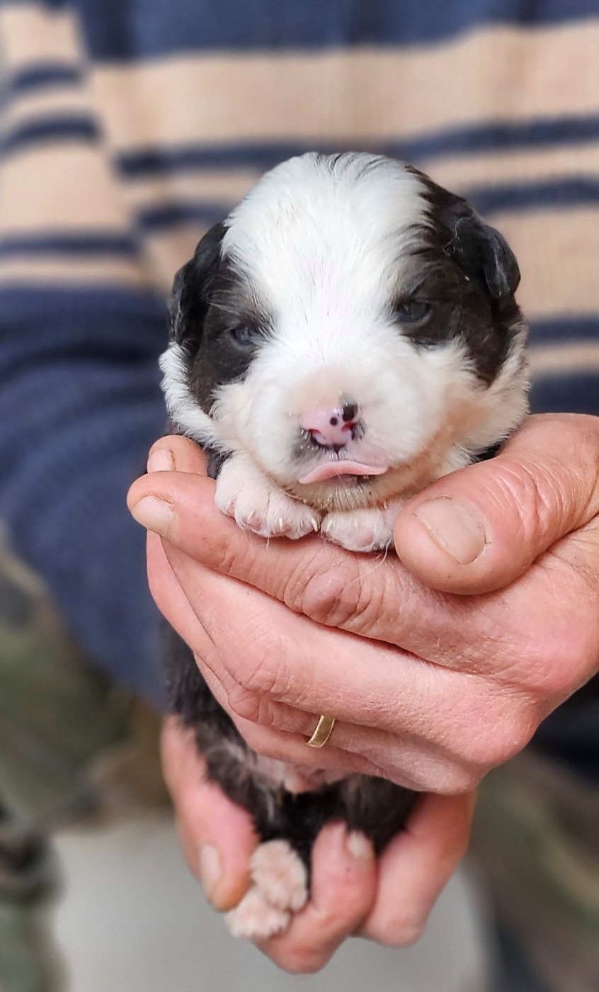 Of little by little - Chiots disponibles - Berger Américain Miniature 