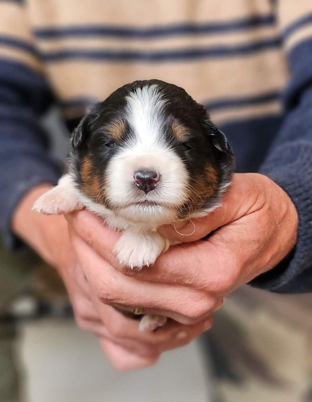 Of little by little - Chiots disponibles - Berger Américain Miniature 