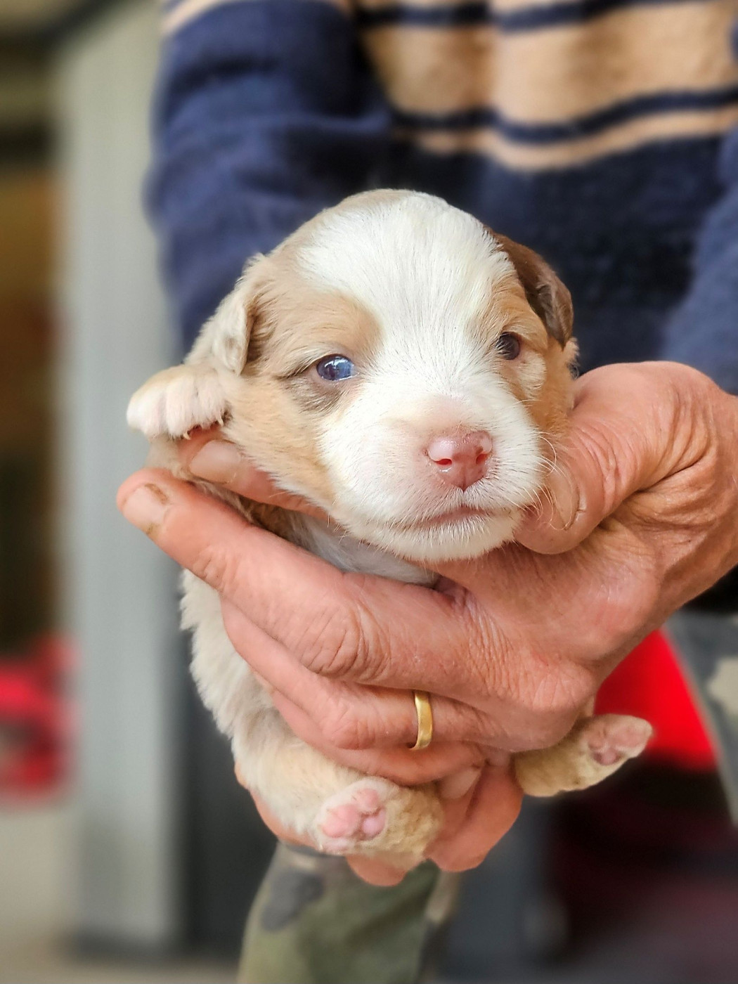 Of little by little - Chiots disponibles - Berger Américain Miniature 