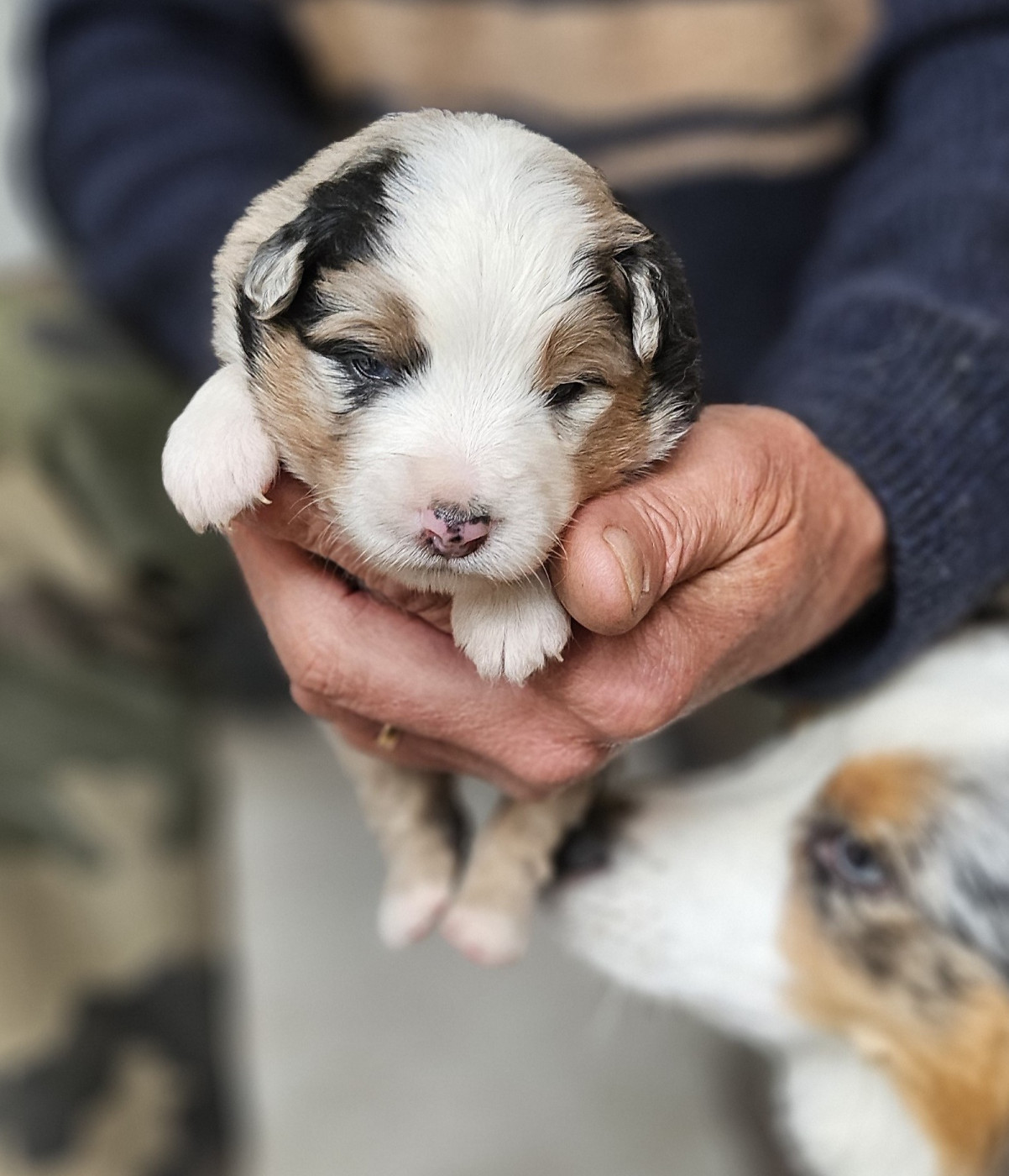 Of little by little - Chiots disponibles - Berger Américain Miniature 