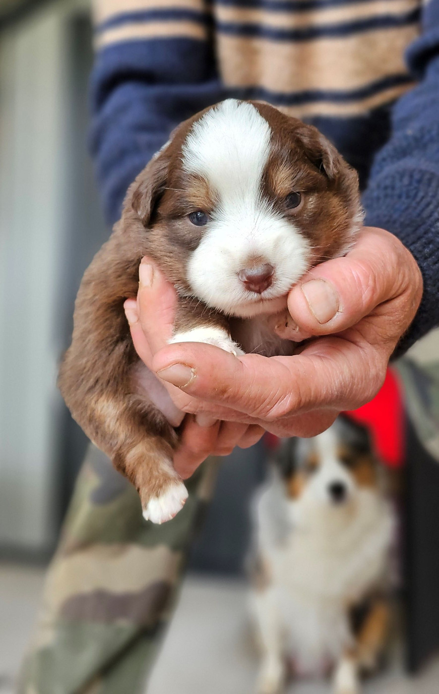 Of little by little - Chiots disponibles - Berger Américain Miniature 