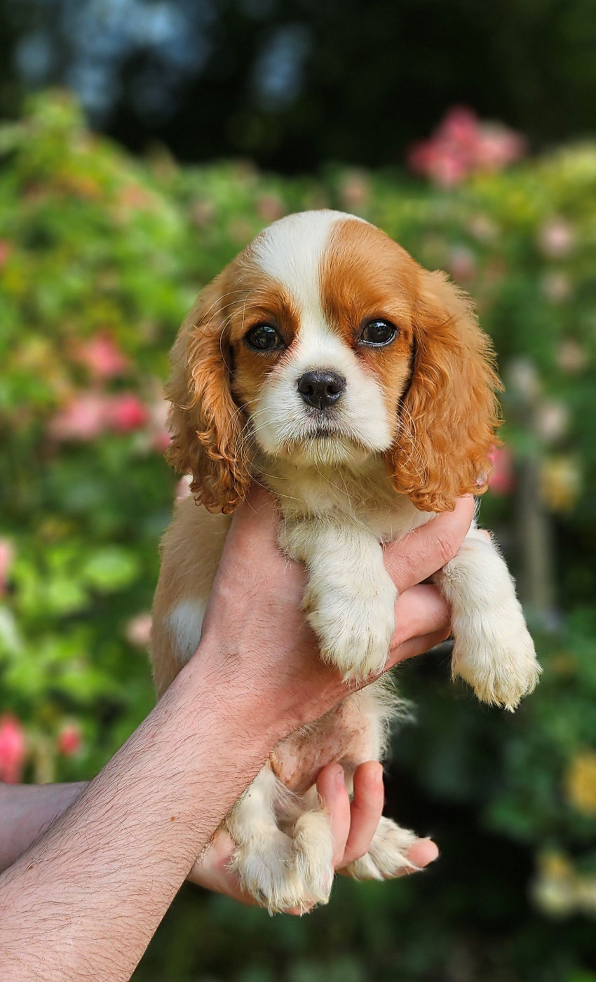 Of little by little - Chiots disponibles - Cavalier King Charles Spaniel