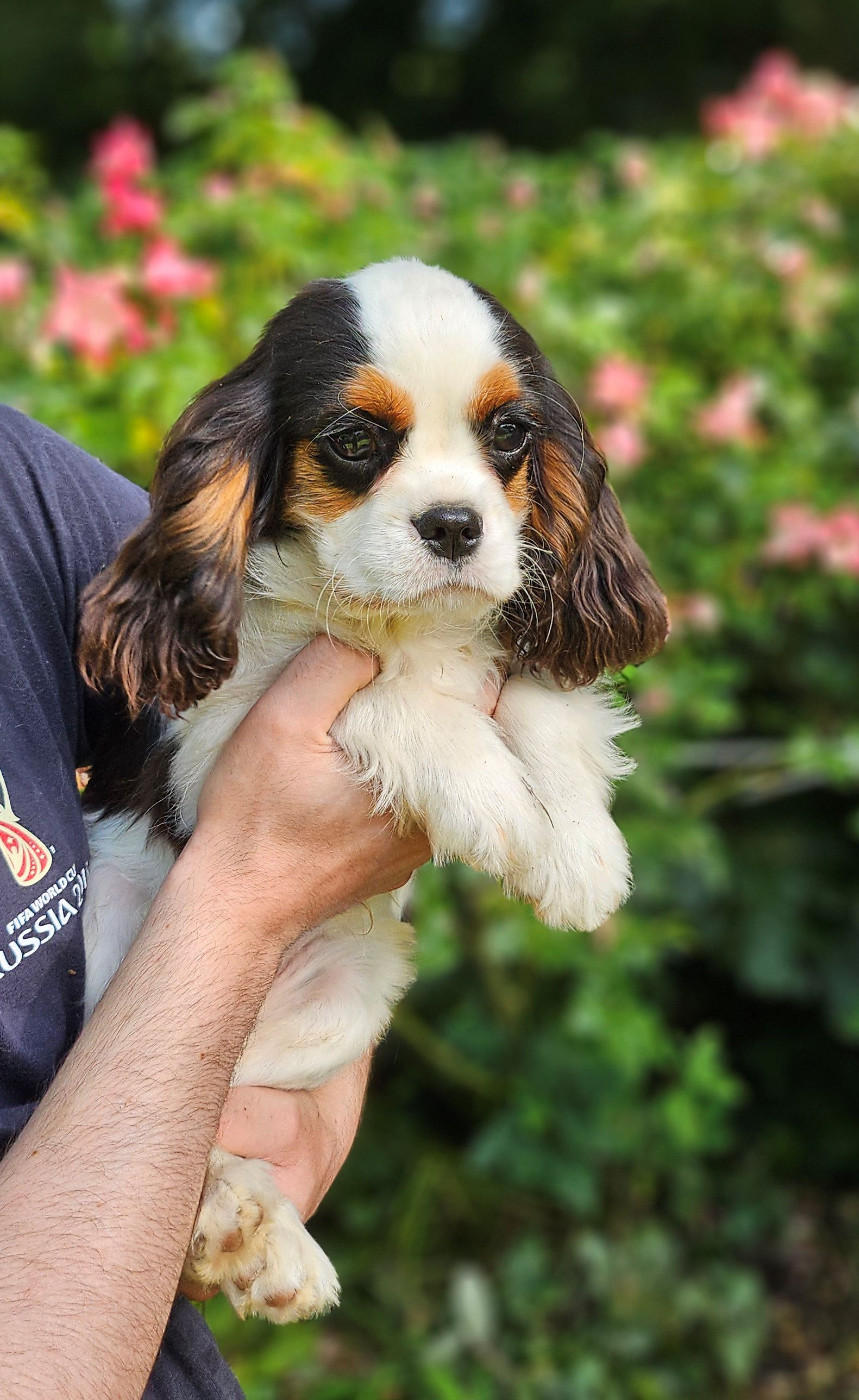 Of little by little - Chiots disponibles - Cavalier King Charles Spaniel