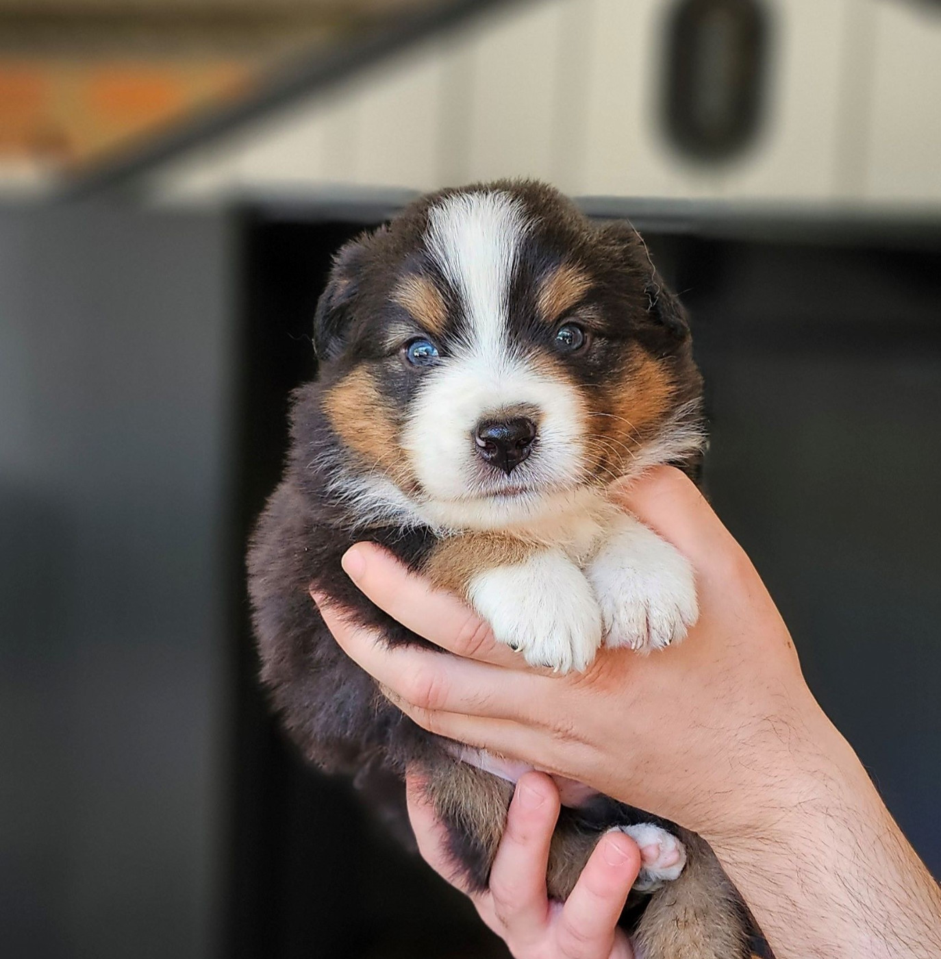 Of little by little - Chiots disponibles - Berger Américain Miniature 