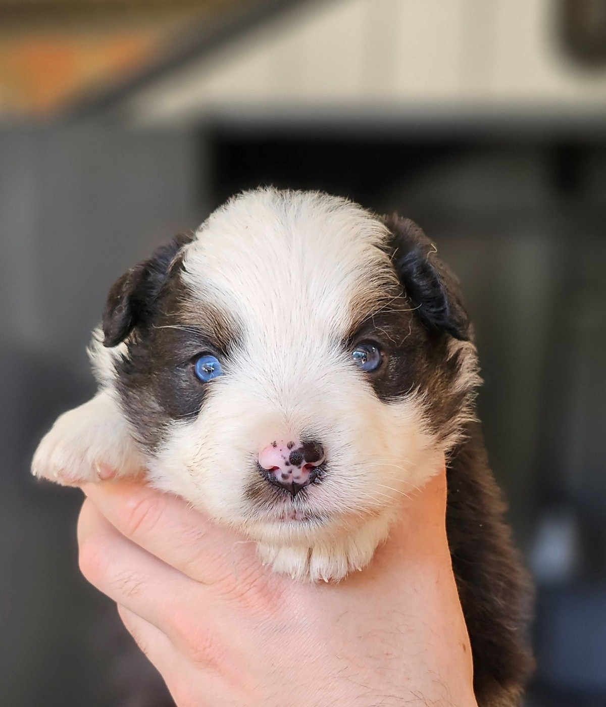 Of little by little - Chiots disponibles - Berger Américain Miniature 