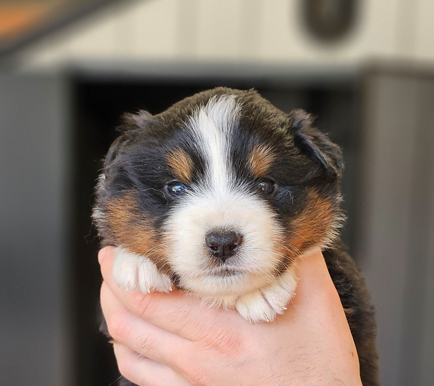 Of little by little - Chiots disponibles - Berger Américain Miniature 