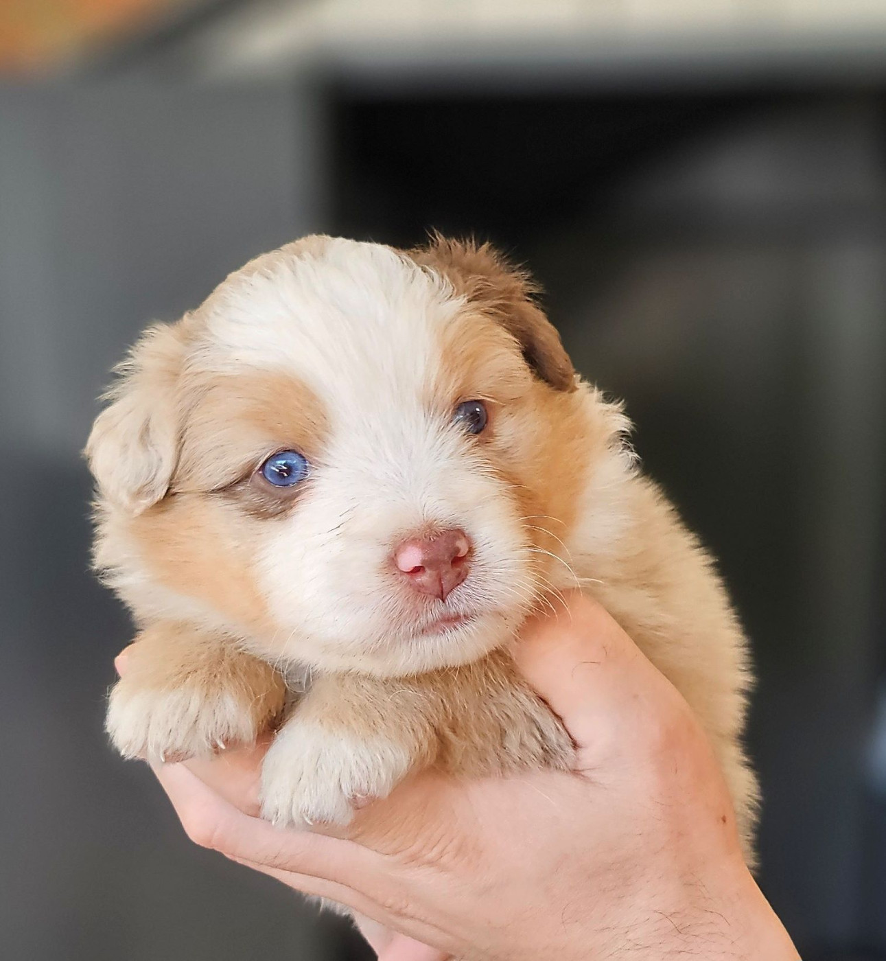 Of little by little - Chiots disponibles - Berger Américain Miniature 