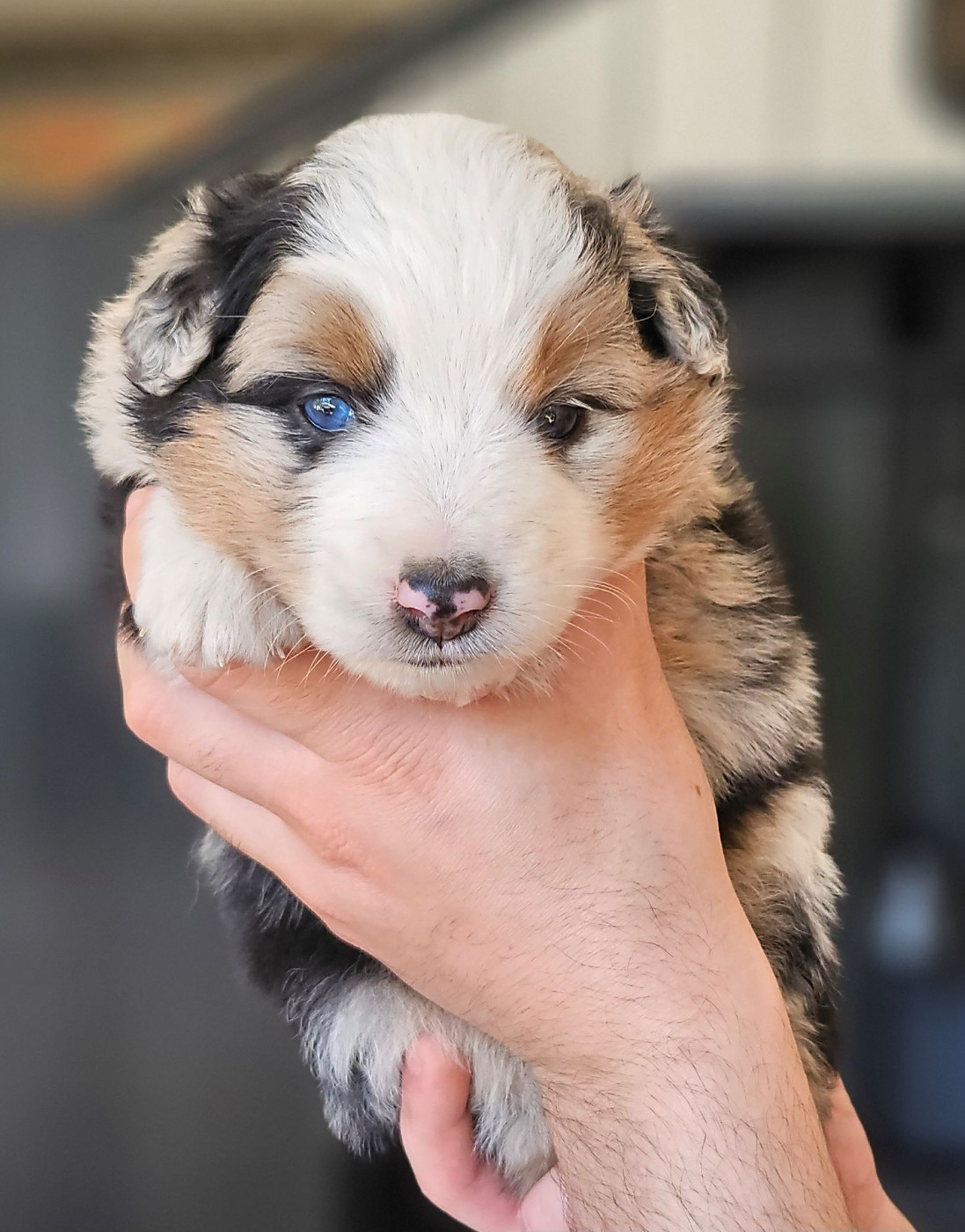 Of little by little - Chiots disponibles - Berger Américain Miniature 