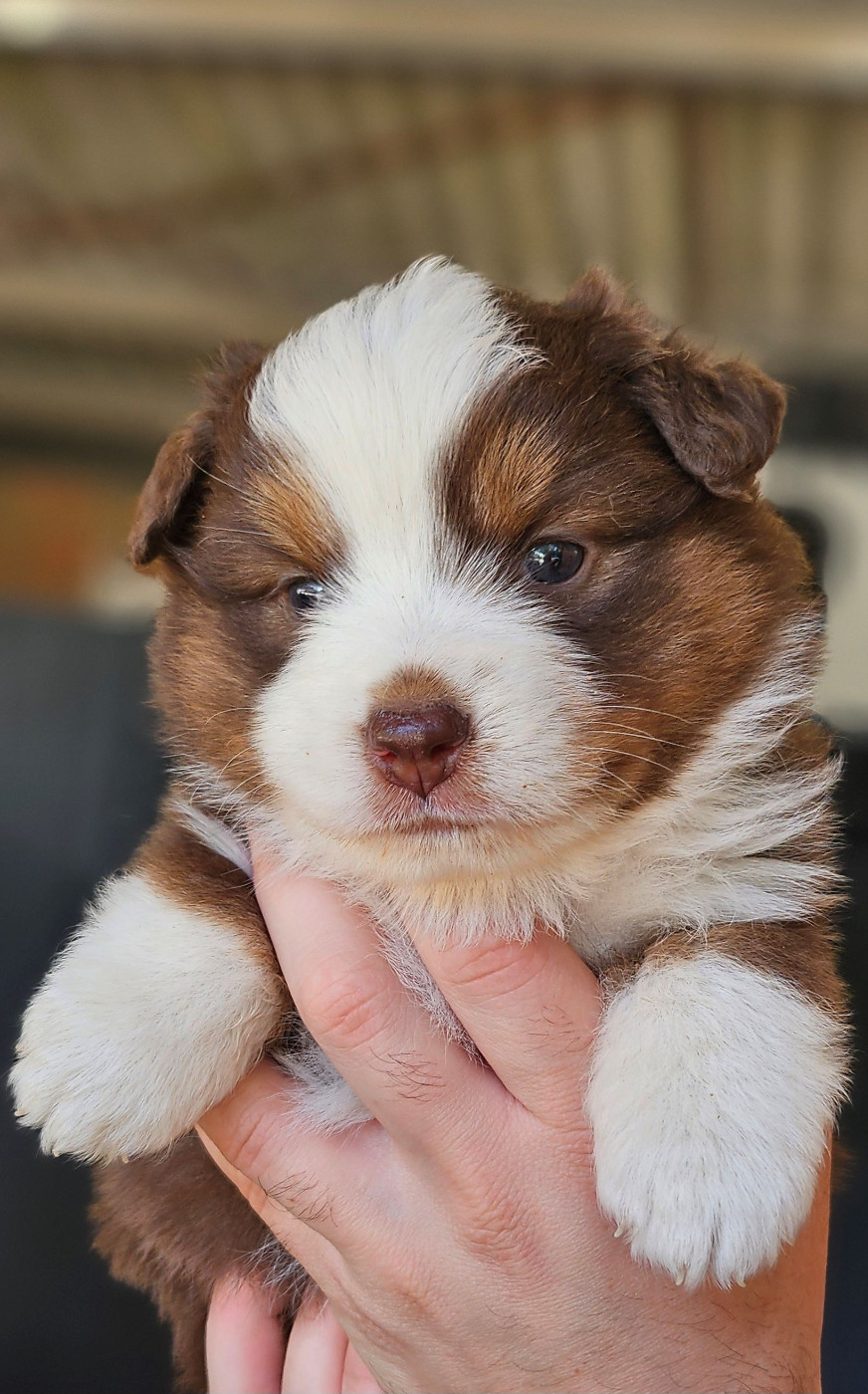 Of little by little - Chiots disponibles - Berger Américain Miniature 