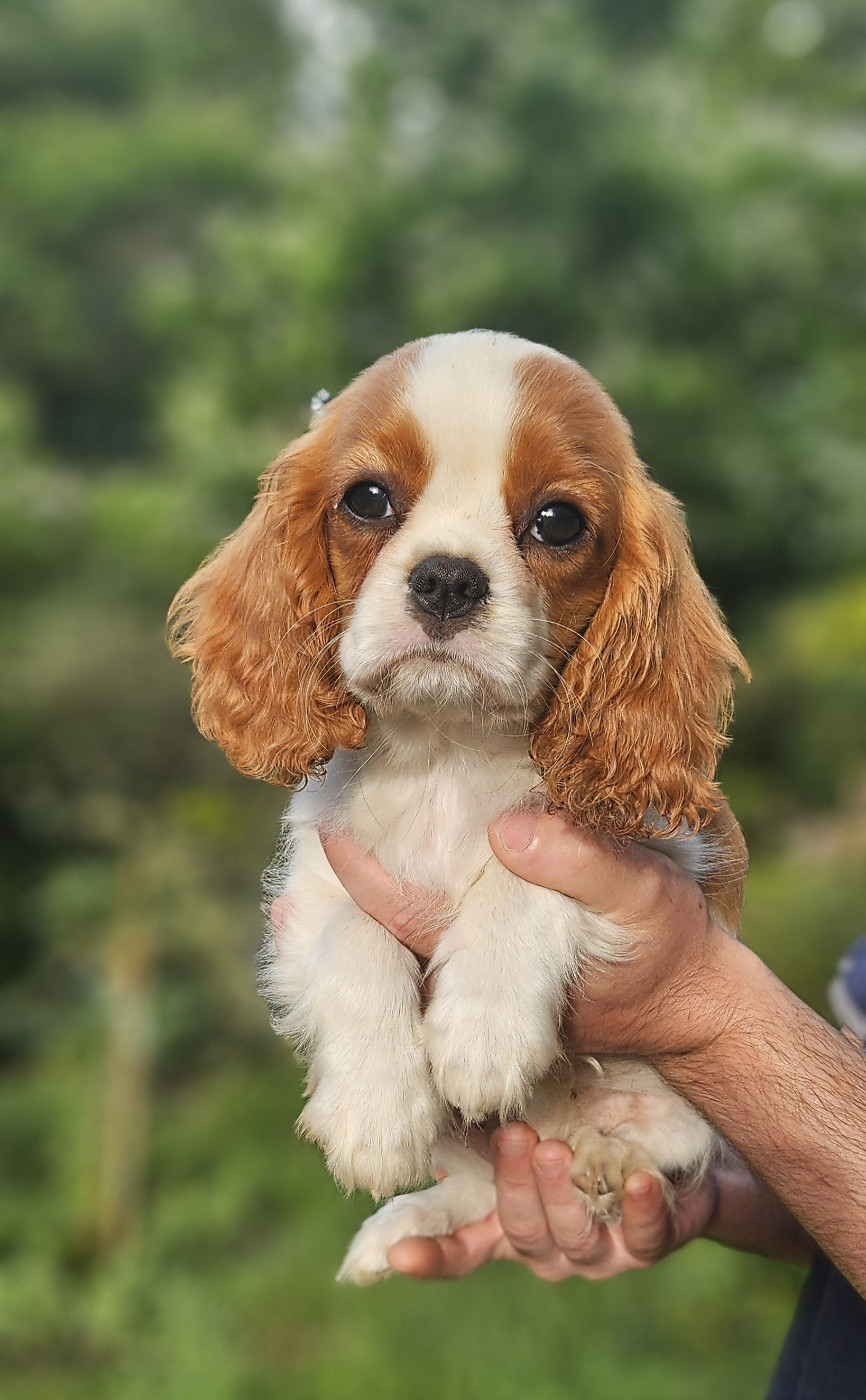 Of little by little - Chiots disponibles - Cavalier King Charles Spaniel