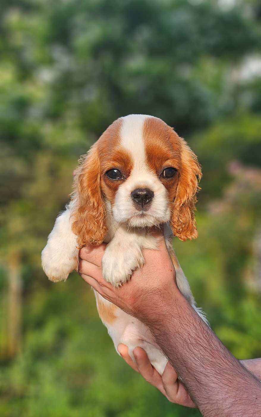 Of little by little - Chiots disponibles - Cavalier King Charles Spaniel