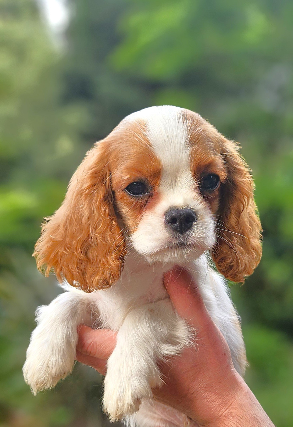 Of little by little - Chiots disponibles - Cavalier King Charles Spaniel