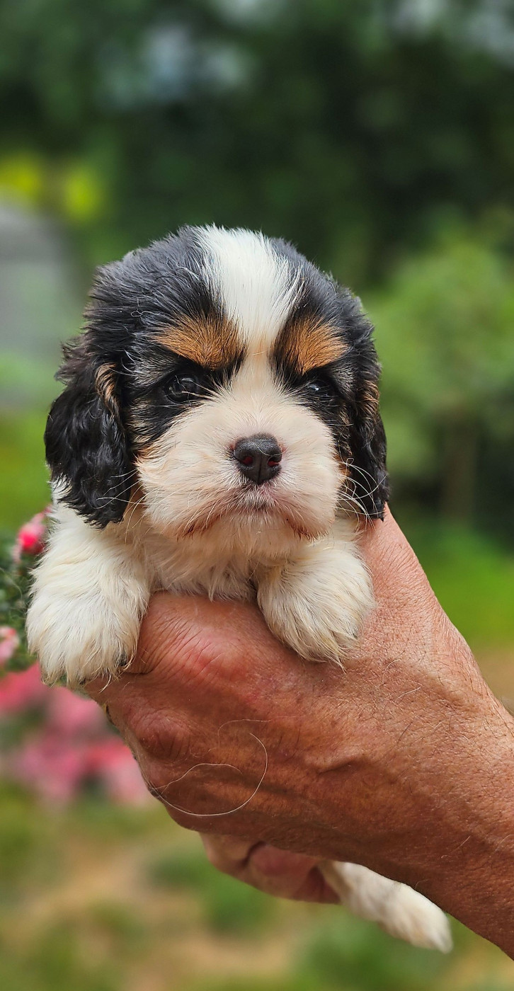 Of little by little - Chiots disponibles - Cavalier King Charles Spaniel