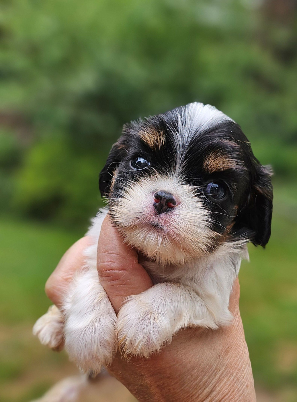 Of little by little - Cavalier King Charles Spaniel - Portée née le 01/05/2026