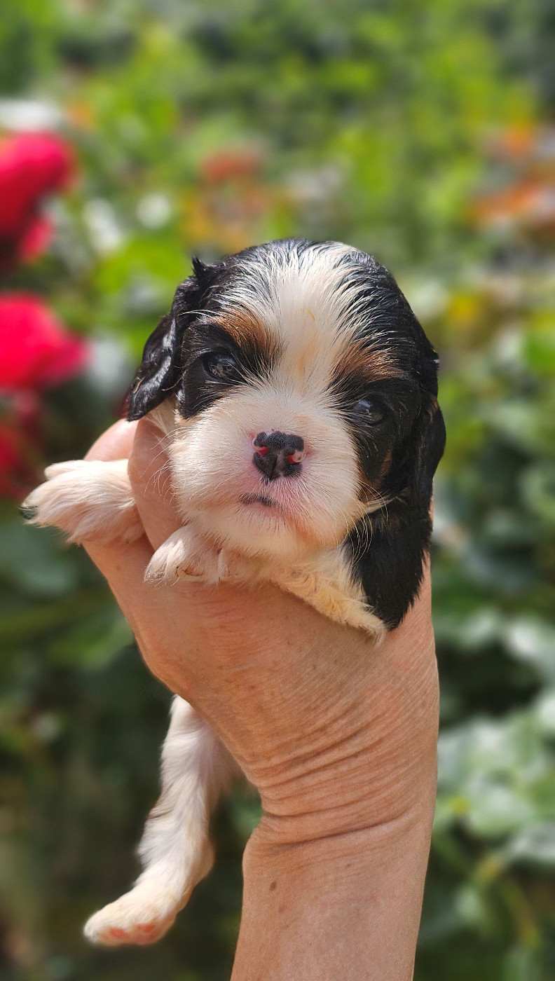 Chiot Cavalier King Charles Spaniel Of little by little