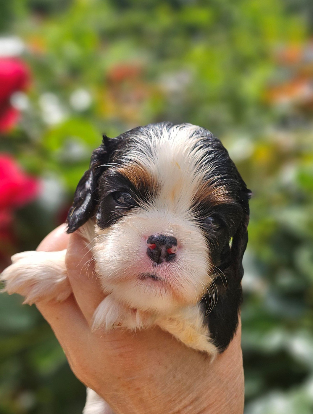 Of little by little - Chiots disponibles - Cavalier King Charles Spaniel