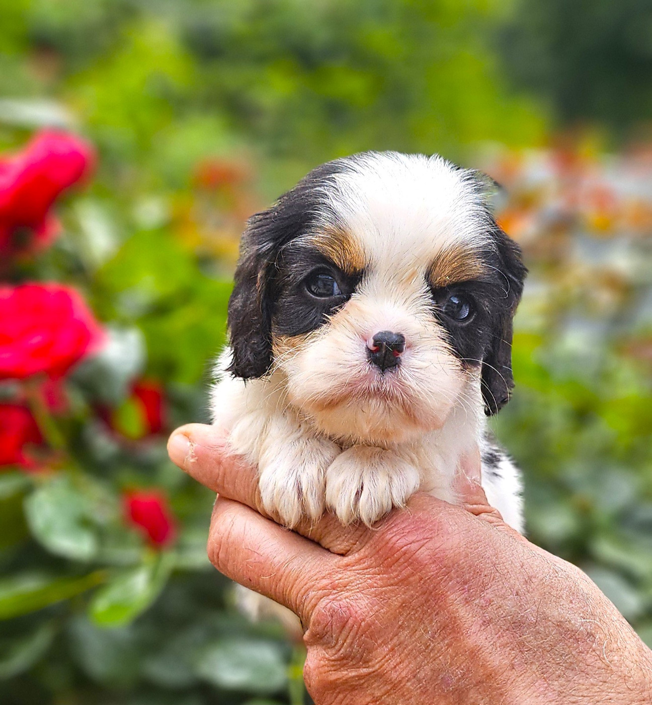 Of little by little - Chiots disponibles - Cavalier King Charles Spaniel