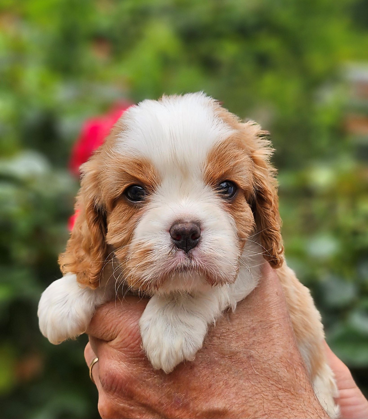 Of little by little - Chiots disponibles - Cavalier King Charles Spaniel