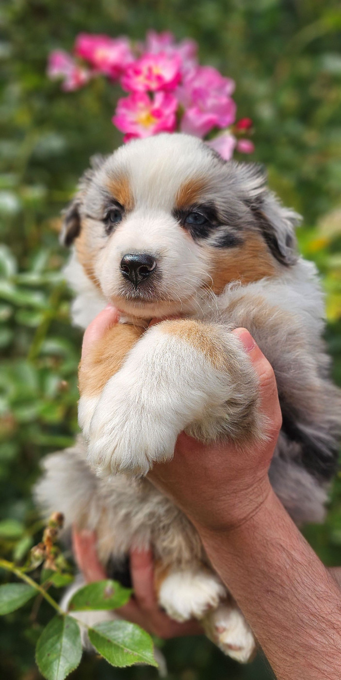 Of little by little - Chiots disponibles - Berger Américain Miniature 