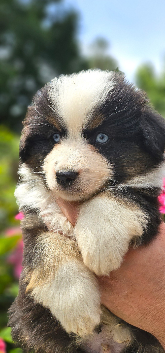 Of little by little - Chiots disponibles - Berger Américain Miniature 