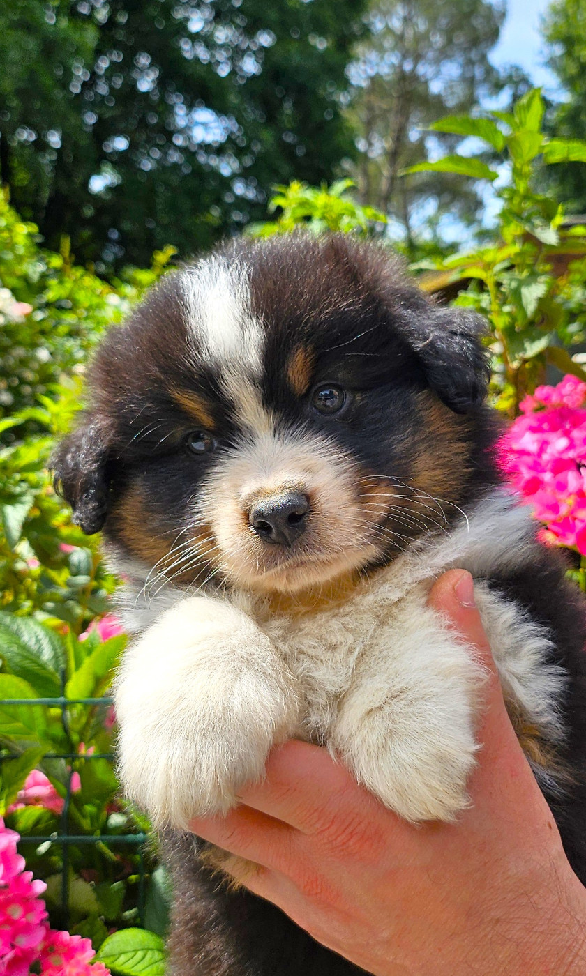 Of little by little - Chiots disponibles - Berger Américain Miniature 