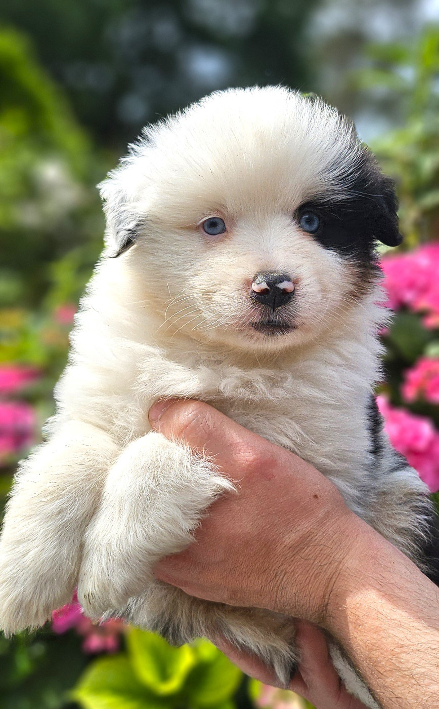 Of little by little - Chiots disponibles - Berger Américain Miniature 