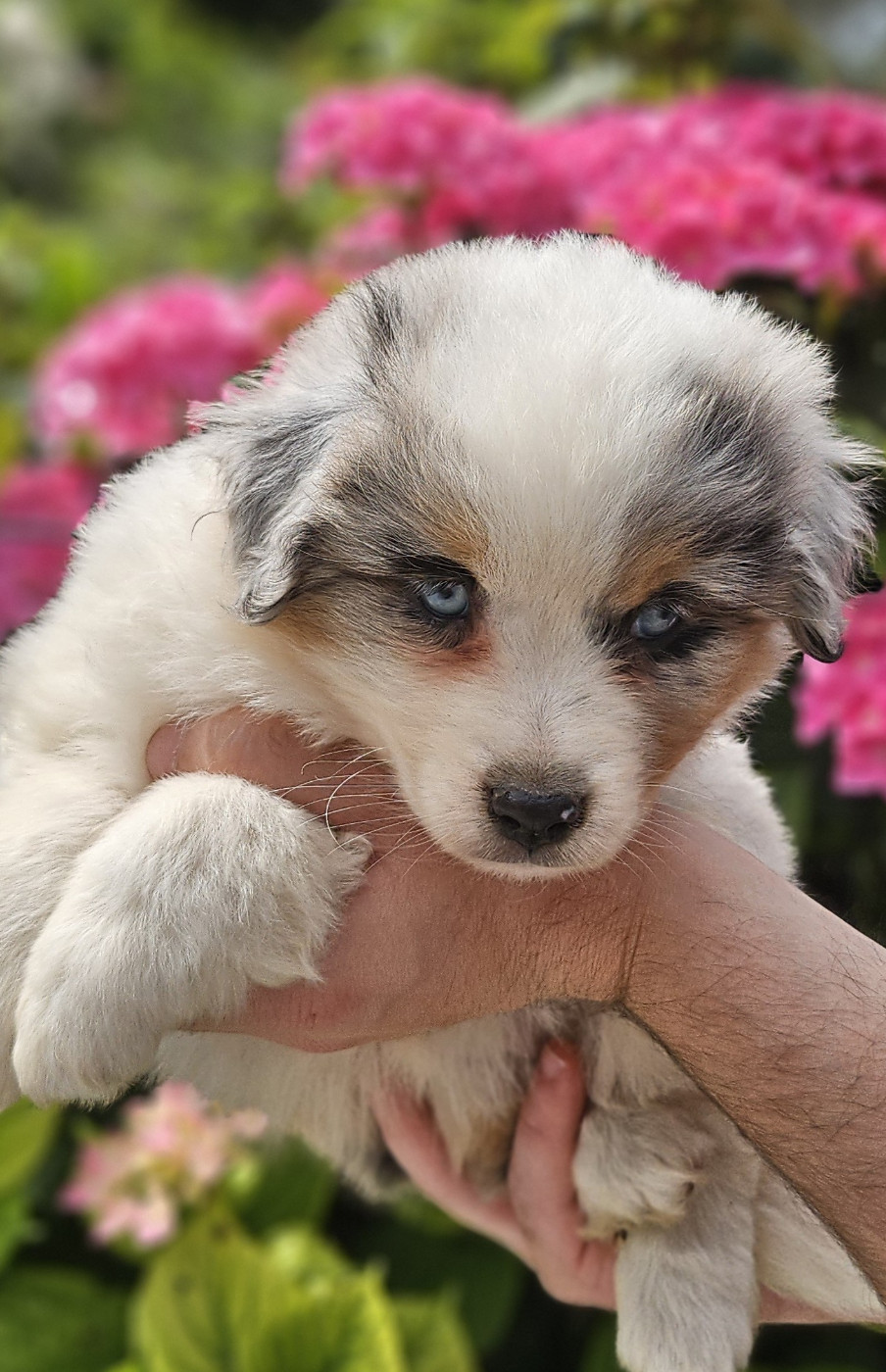 Of little by little - Chiots disponibles - Berger Américain Miniature 