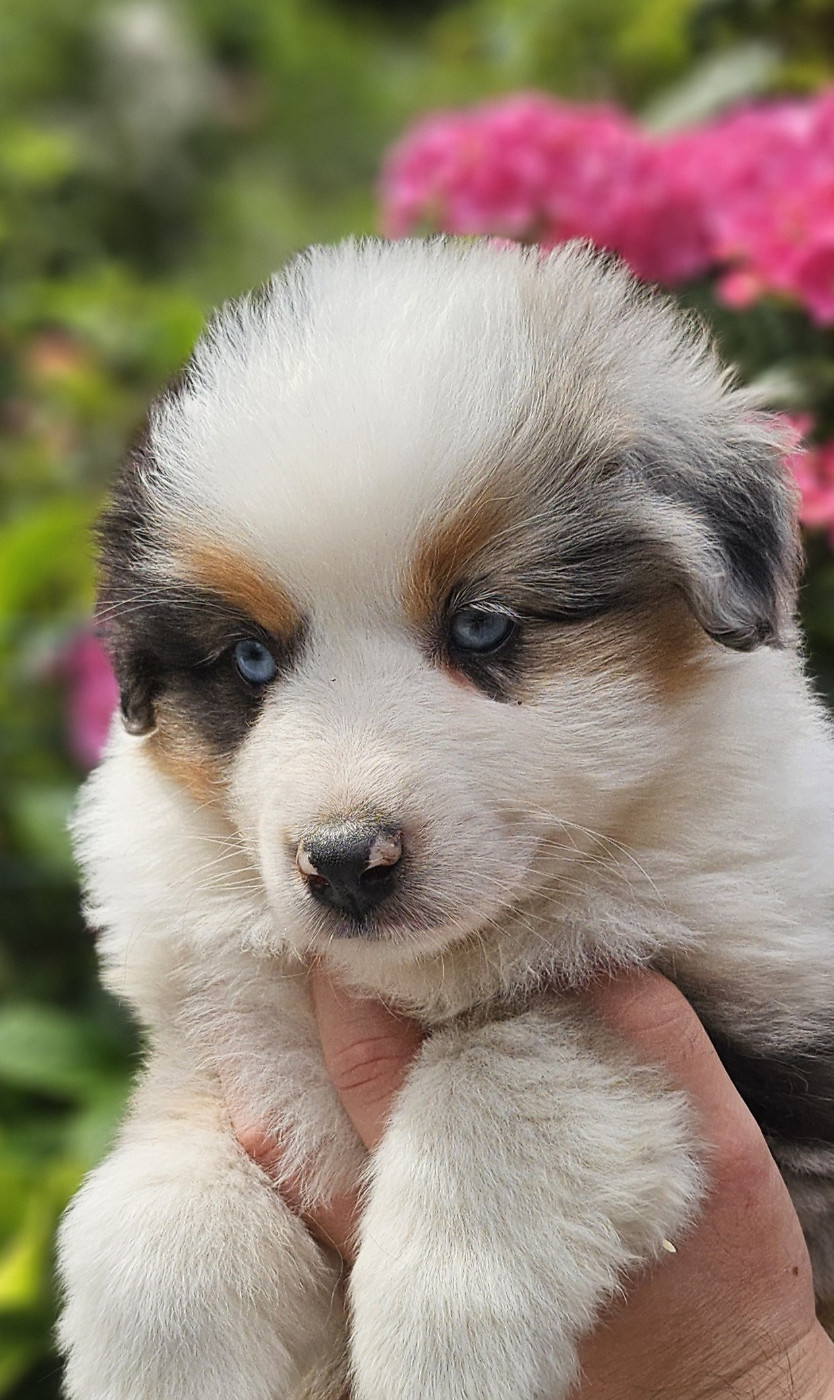 Of little by little - Chiots disponibles - Berger Américain Miniature 