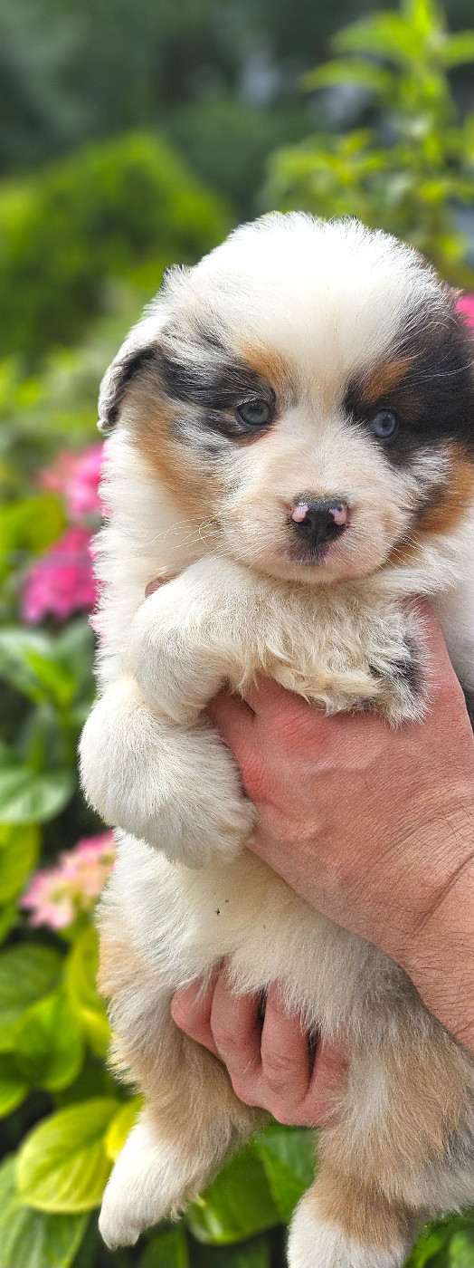 Of little by little - Chiots disponibles - Berger Américain Miniature 